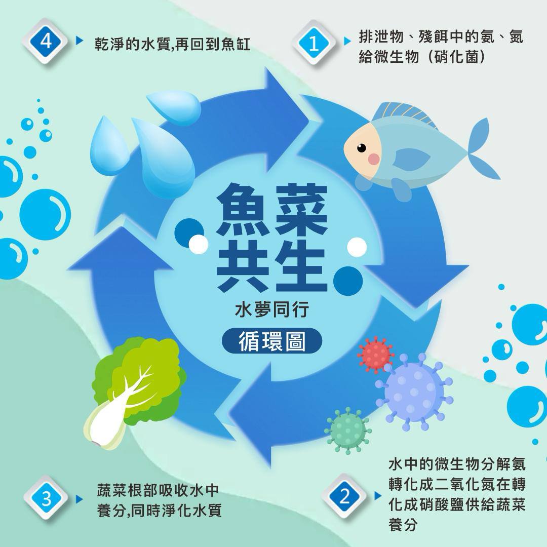 魚菜共生主視覺